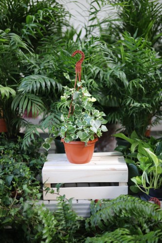 Senecio macroglossus to efektowna roślina doniczkowa o mięsistych, zielonych liściach w kształcie łańcuszków, idealna do domu i biura.