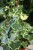 Senecio macroglossus
