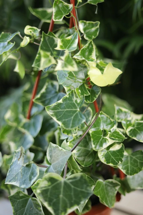 Senecio macroglossus