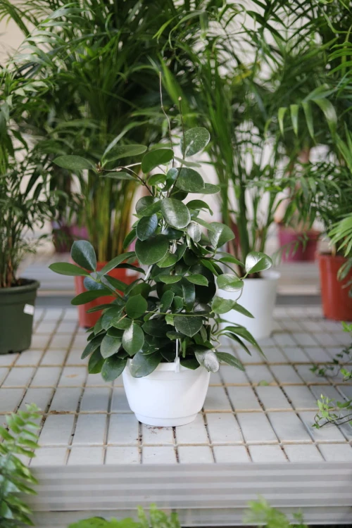Hoya Australis