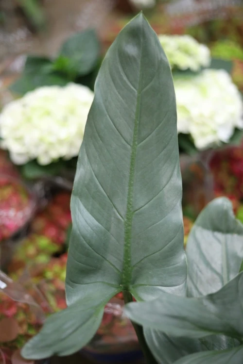 Philodendron hastatum Silver Queen to stylowa roślina doniczkowa o srebrzystych liściach – doskonała ozdoba do domu, biura lub nowoczesnego wnętrza.