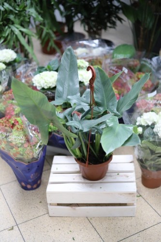 Philodendron hastatum Silver Queen