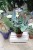 Philodendron hastatum Silver Queen