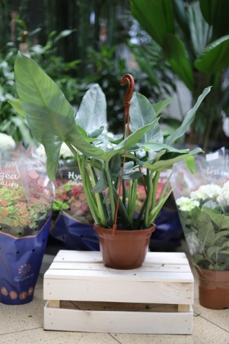 Filodendron