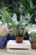 Filodendron