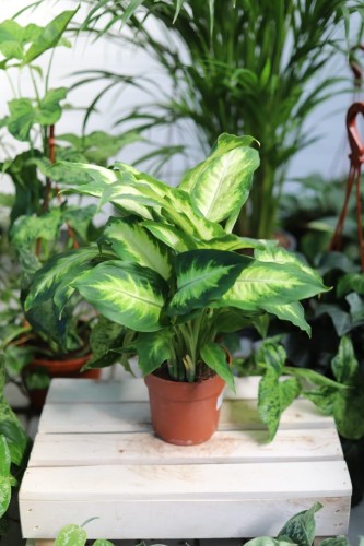 Dieffenbachia Camilla