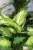 Dieffenbachia