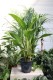 Aglaonema Silver Stripes to stylowa roślina doniczkowa o zielonych liściach z srebrzystymi pasami — idealna do domu, biura i mniej nasłonecznionych wnętrz.