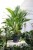 Aglaonema Silver Stripes