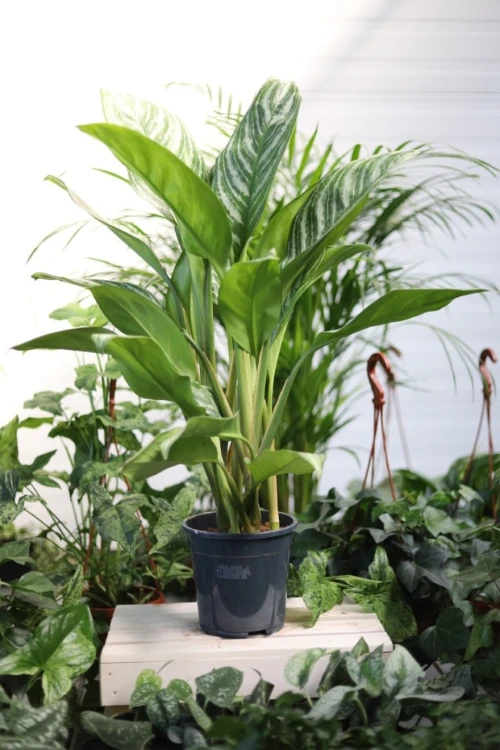 Aglaonema Silver Stripes