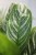 Aglaonema