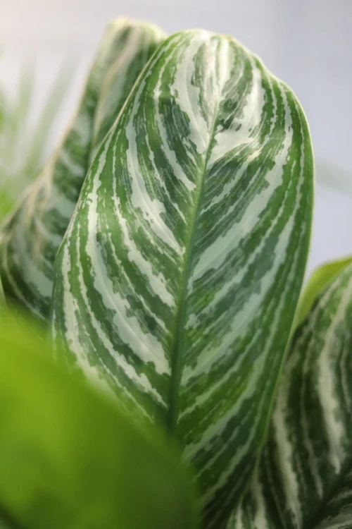 Aglaonema