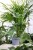 Fatsia Japonica to efektowna roślina doniczkowa o dużych, błyszczących liściach w kształcie dłoni — idealna ozdoba do domu, biura lub na taras.