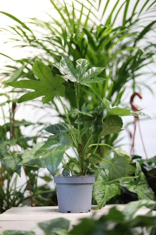 Fatsia Japonica to efektowna roślina doniczkowa o dużych, błyszczących liściach w kształcie dłoni — idealna ozdoba do domu, biura lub na taras.