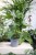 Fatsia Japonica