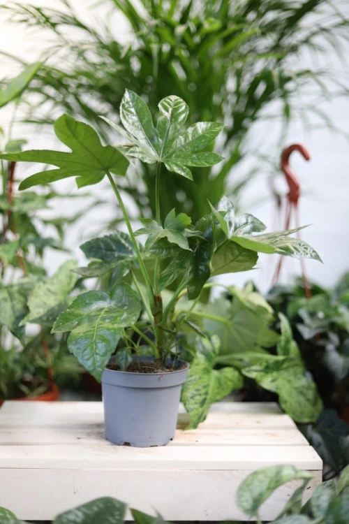 Fatsia Japonica