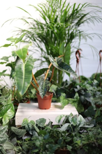 Philodendron Billietiae