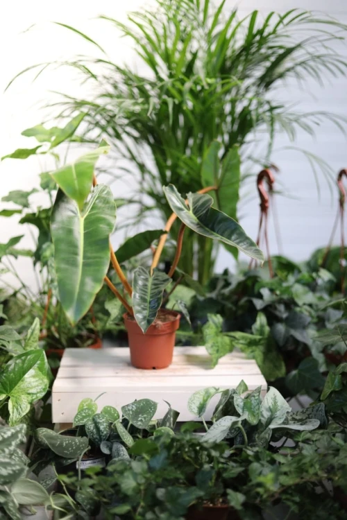 Philodendron Billietiae