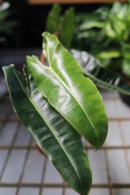 Philodendron Billietiae (1)