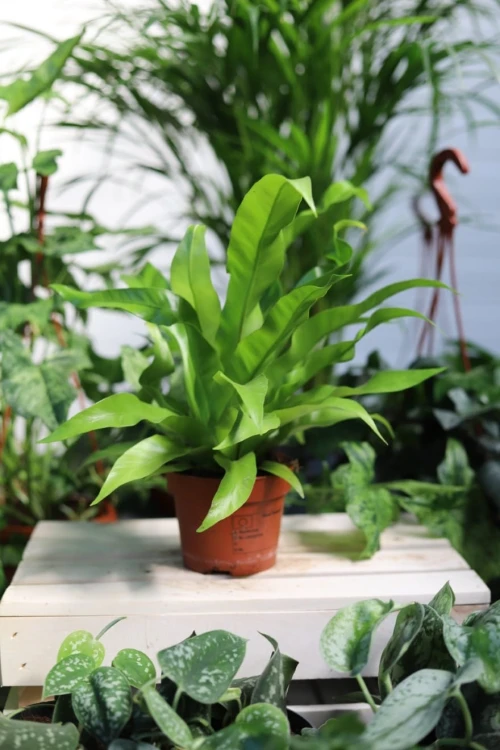 Asplenium nidus to dekoracyjna roślina doniczkowa o błyszczących, jasnozielonych liściach w kształcie rozety — idealna do domu i biura.