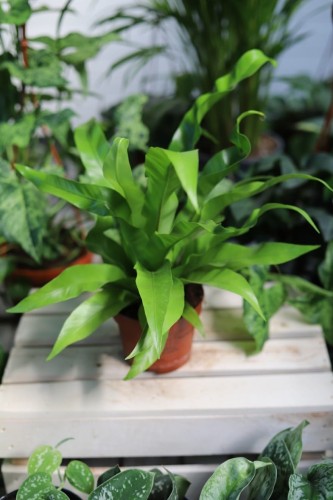 Asplenium nidus