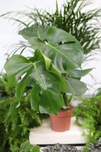 Monstera Deliciosa