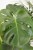 Monstera dziurawa