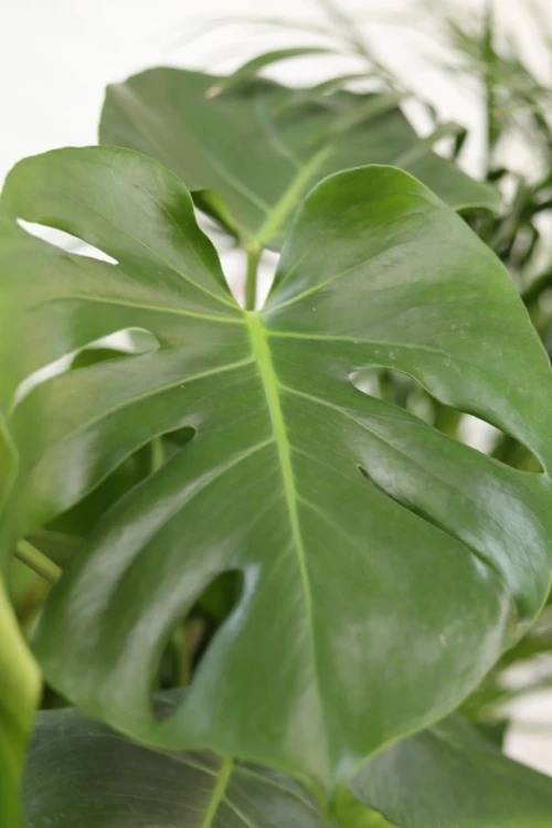 Monstera dziurawa