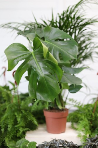 Monstera Deliciosa to popularna roślina doniczkowa o dużych, zielonych liściach z charakterystycznymi wycięciami — idealna do domu i biura.