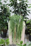 Senecio Rowleyanus (Starzec Rowleya) XL