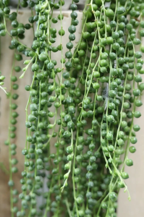 Senecio Rowleyanus – małe zielone kuleczki w doniczce, które wprowadzą radość i świeżość do każdego kąta!