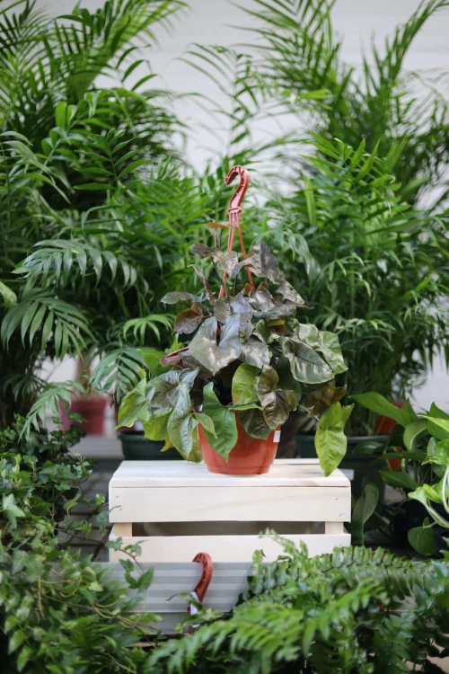 Syngonium Maria to efektowna roślina doniczkowa o zielonych liściach z delikatnym wzorem, doskonała do domu i biura.