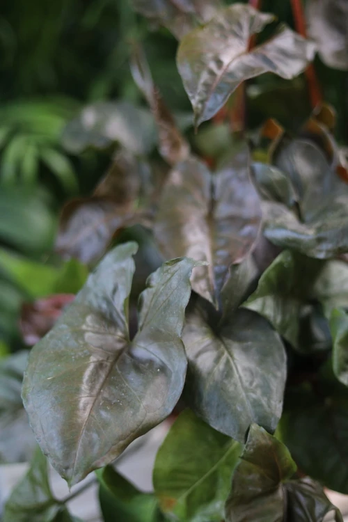 Syngonium Maria (Zroślicha)