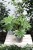 Fatsia Japonica 'Spiders Web' to ozdobna roślina doniczkowa z dużymi, nakrapianymi liśćmi — idealna do domu, biura lub na zacieniony balkon.
