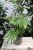 Fatsia Japonica Spiders Web