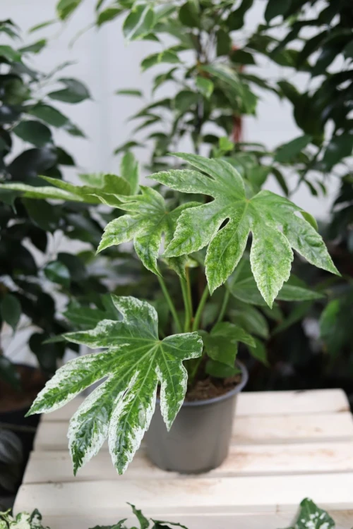 Fatsia Japonica Spiders Web