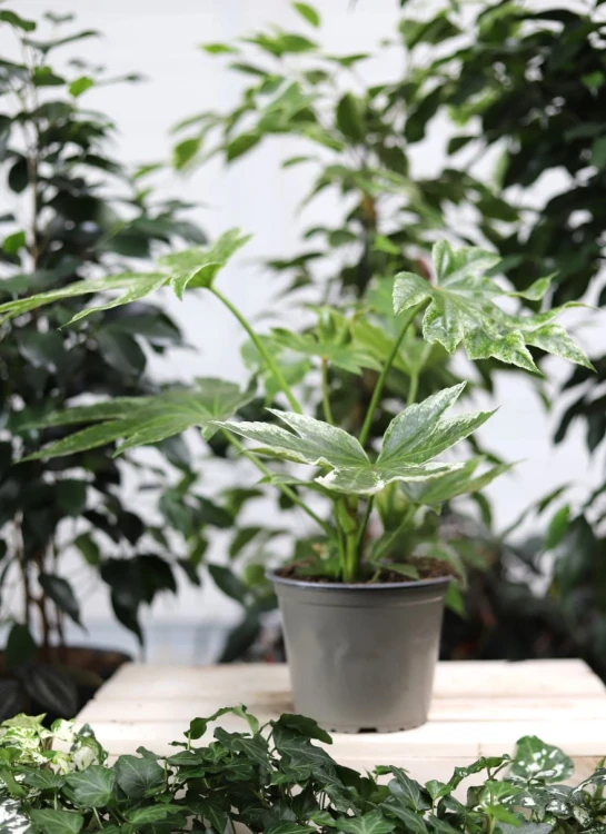 Facja Japońska Variegata
