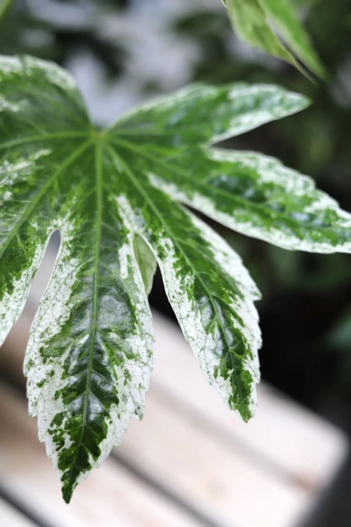 Facja Japońska Variegata (2)