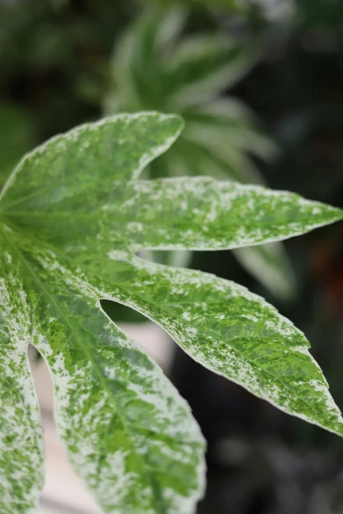 Facja Japońska Variegata (1)