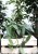 Epipremnum Cebu Blue