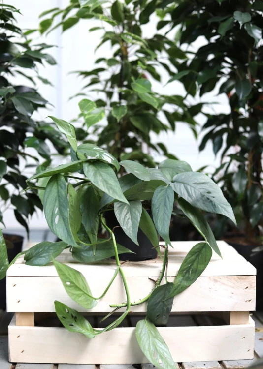 Epipremnum Cebu Blue