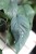 Epipremnum