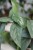 Epipremnum Cebu Blue  (1)