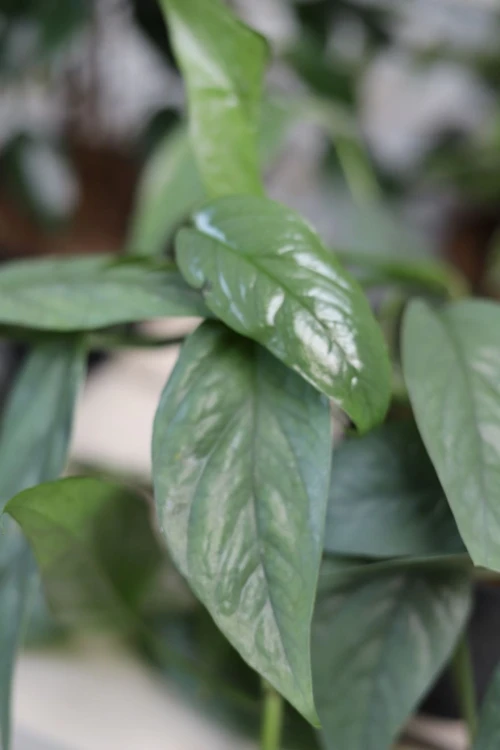 Epipremnum Cebu Blue  (1)