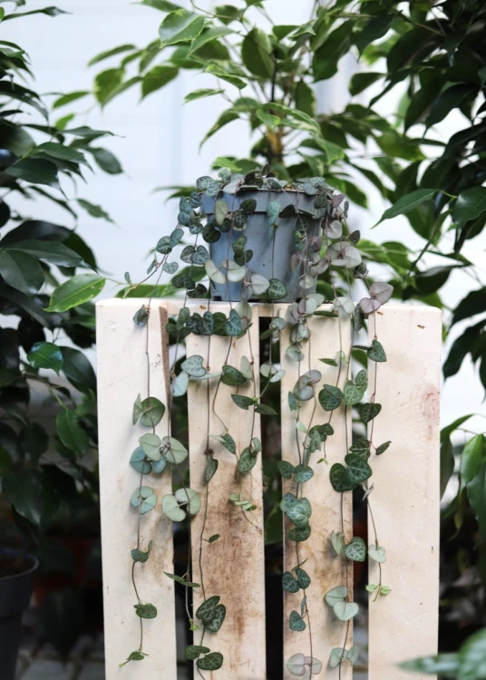 Ceropegia Woodii