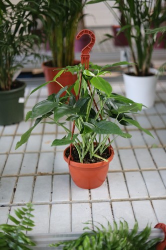 Syngonium Trileaf Wonder (Zroślicha auritum).JPG