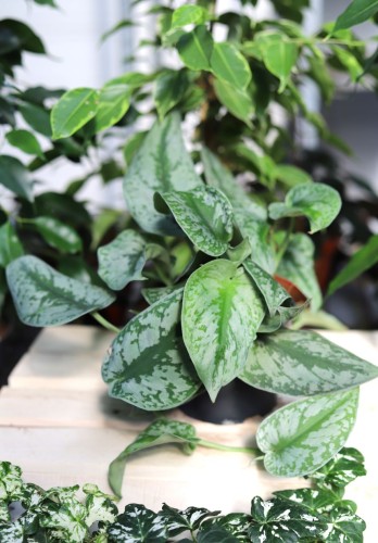 Scindapsus pictus Argyraeus to roślina doniczkowa o sercowatych, zielonych liściach z srebrzystym wzorem – świetna do domu, biura czy na półkę.