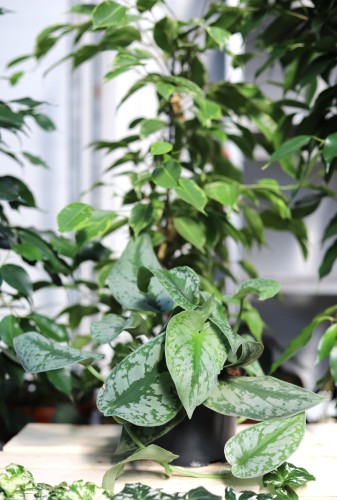 Scindapsus pictus Trebie