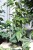 Scindapsus pictus Trebie