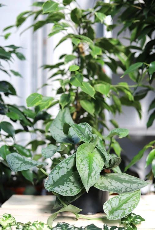 Scindapsus pictus Trebie